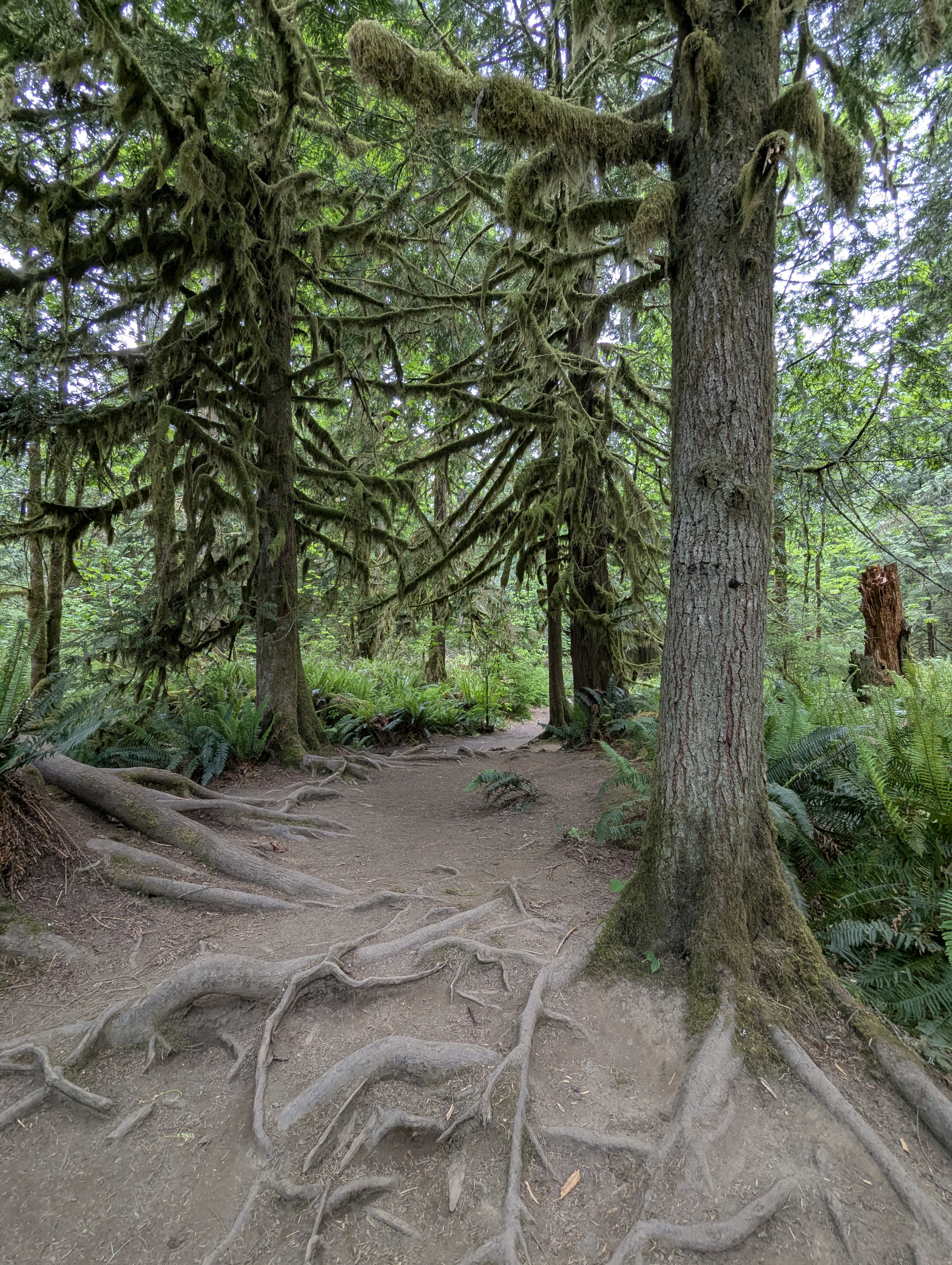 Birthday Trip to Canada, Cathedral Grove, Vancouver Island
